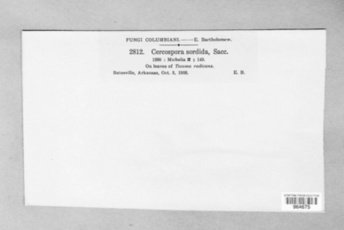 Pseudocercospora sordida image